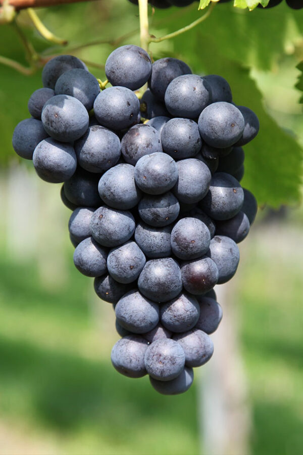 Organic Farm Grapes - Image 2